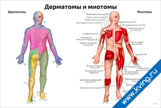 Плакат дерматомы и миотомы