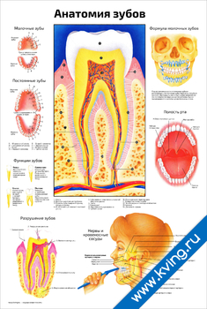 Плакат анатомия зубов