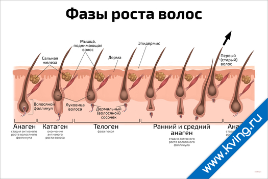 Плакат фазы роста волос