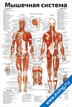 Плакат мышечная система человека all
