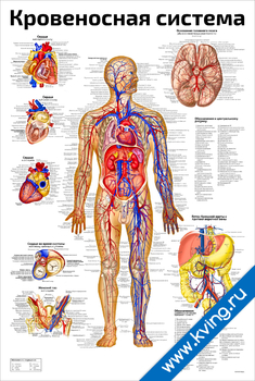 Плакат кровеносная система
