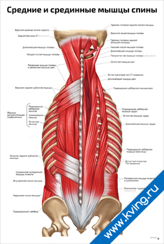 Плакат средние и срединные мышцы спины