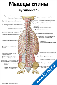 Плакат мышцы спины, глубокий слой