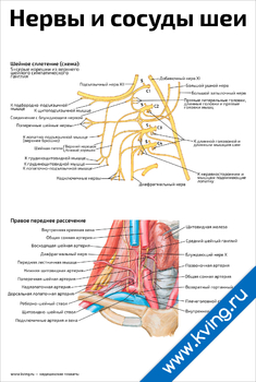 Плакат нервы и сосуды шеи