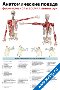 Плакат анатомические поезда: фронтальная и задняя линии рук