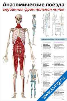 Плакат анатомические поезда: глубинная фронтальная линия