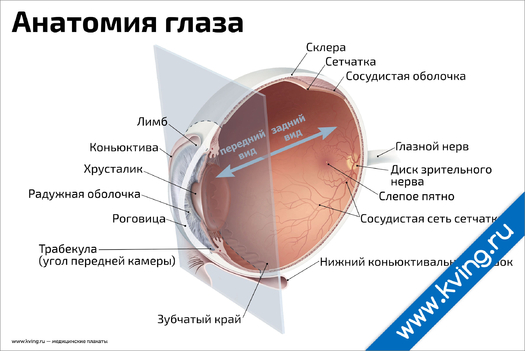 Плакат анатомия глаза