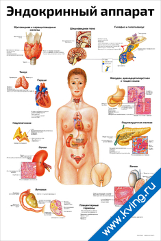 Плакат эндокринный аппарат