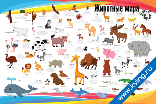 Плакат животные мира