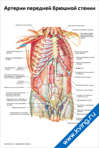 Плакат артерии передней брюшной стенки