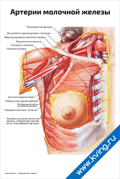 Плакат артерии молочной железы