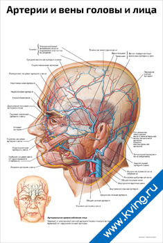 Плакат артерии и вены головы и лица