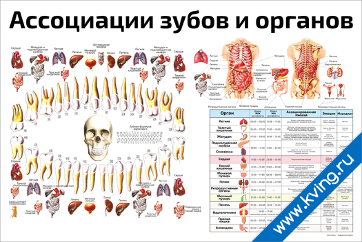 Плакат ассоциации зубов и органов