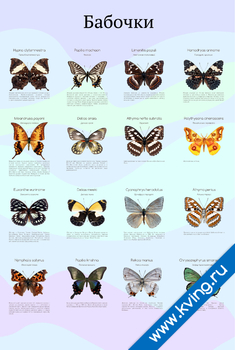 Плакат бабочки
