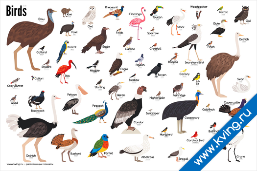 Плакат птицы