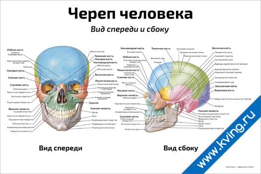 Плакат череп человека, вид спереди и сбоку