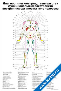 Плакат диагностические представительства  функциональных расстройств  внутренних органов на теле человека