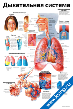 Плакат дыхательная система
