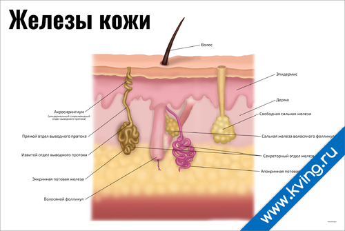 Кожные железы. Потовые железы кожи расположены в. Потовые железы кожи для косметологов.