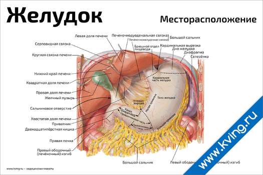 Фото Кишечного Тракта Человека