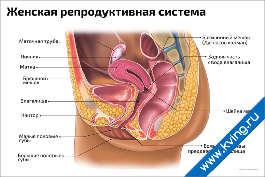 Плакат женская репродуктивная система