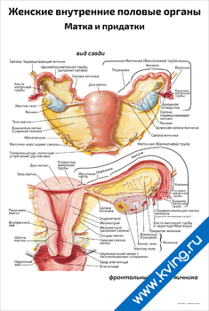 Плакат женские внутренние половые органы: матка и придатки