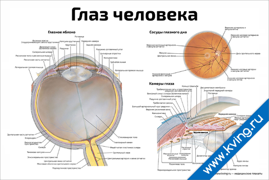 Плакат глаз человека