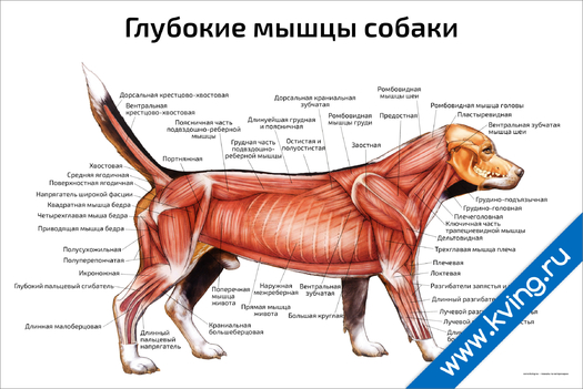 Плакат глубокие мышцы собаки