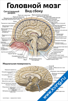 Плакат головной мозг: вид сбоку