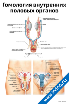Плакат гомология внутренних  половых органов