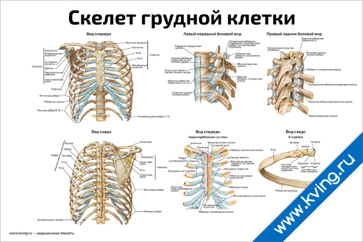 Плакат скелет грудной клетки