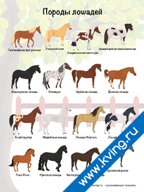 Плакат породы лошадей