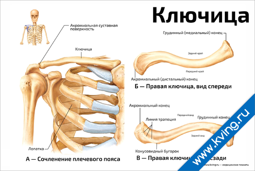 Плакат ключица
