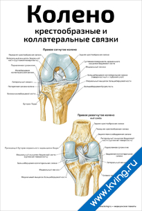 Плакат колено: крестообразные и  коллатеральные связки