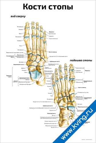 Фото стопы человека с названием. Название костей стопы человека. Строение ступни человека кости. Кости стопы анатомия. Строение костей стопы.