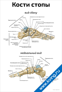 Плакат кости стопы: медиальный вид и вид сбоку