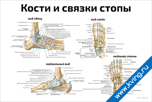 Плакат кости и связки стопы