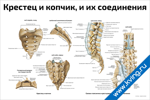 Плакат крестец и копчик, и их соединения