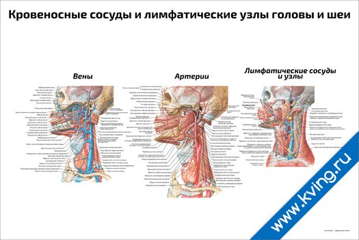 Плакат кровеносные сосуды и лимфатические узлы головы и шеи