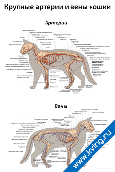 Плакат крупные артерии и вены кошки