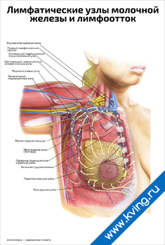 Плакат лимфатические узлы молочной железы и лимфоотток