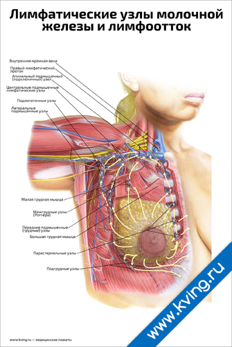 Лимфатические узлы груди. Лимфатические узлы в молочной железе. Лимфоузлы молочныеижелезв. Увеличен лимфоузел в молочной железе