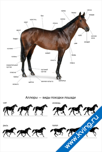 Плакат аллюры лошади