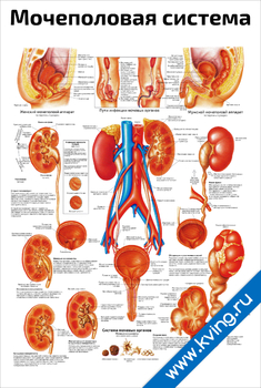 Плакат мочеполовая система