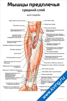 Плакат мышцы предплечья, средний слой: вид спереди