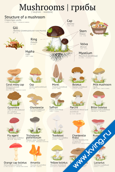 Плакат грибы