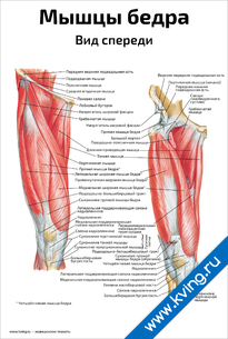 Плакат мышцы бедра, вид спереди