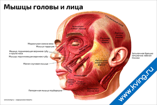 Плакат мышцы головы и лица