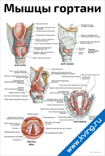 Плакат мышцы гортани