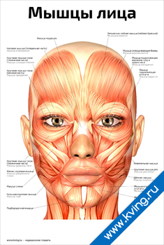 Плакат мышцы лица